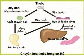 Đào Thải Độc Tố Gan Thận